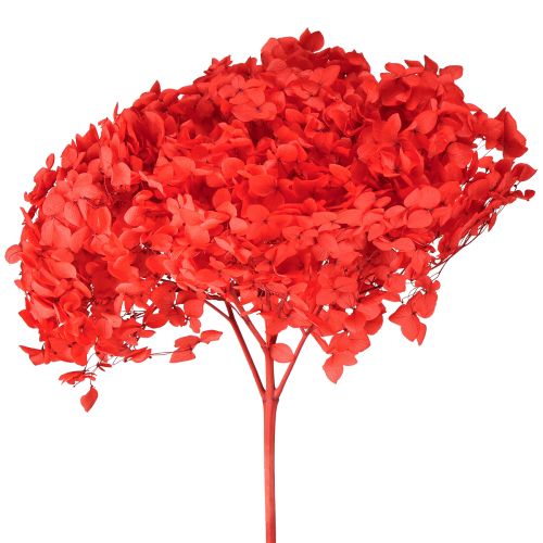 Artikel Decoratieve hortensia: geconserveerde droogbloem voor een elegant interieur