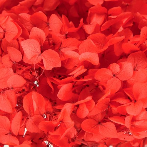 Artikel Decoratieve hortensia: geconserveerde droogbloem voor een elegant interieur