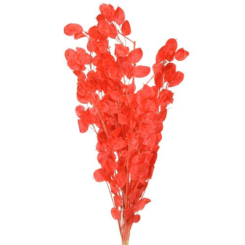 Artikel Gedroogd zilverblad Lunaria rood 65-70cm 20g