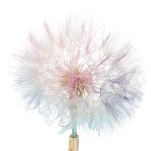 Artikel Paardenbloemdecoratie, gedroogde bloem, gestabiliseerd en geverfd, verfijnd, duurzaam, 12 cm, 4 stuks