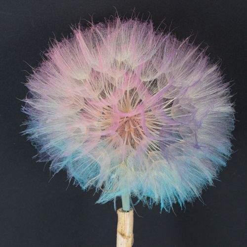 Artikel Paardenbloemdecoratie, gedroogde bloem, gestabiliseerd en geverfd, verfijnd, duurzaam, 12 cm, 4 stuks