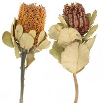 Artikel Banksia coccinea gedroogde bloemen natuur 10st