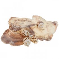 verbergen Reden backup Floristik24.nl Seashell decoratie - goedkoop online kopen