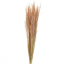 Artikel Rood Bent Gras Agrostis Droog Gras Rood Bruin 65cm 80g