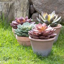 Artikel Vetplant in pot Echeveria kunst rood vintage Ø15cm H16cm