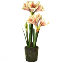 Artikel Amaryllis in mosbol kunst met roze-geel gedessineerde bloemen - 45 cm - Exotische en stijlvolle decoratie