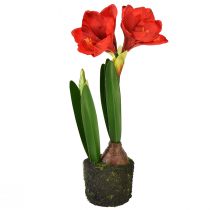 Artikel Amaryllis in kunstmosbollen - felrode bloemen, 49 cm - elegante en natuurlijke kamerdecoratie