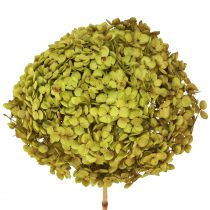 Artikel Geconserveerde hortensia groot in groen Ø20cm L50–60cm
