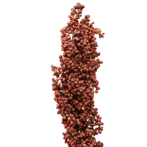 Artikel Droogbloemen Sorghum Gierst Oranje Droogbloemen 70cm 3st