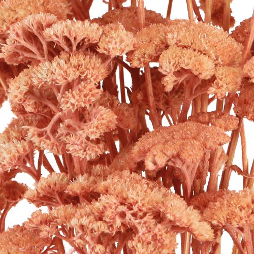 Artikel Achillea duizendblad gedroogde weidebloemen zalm 40-50cm 80g