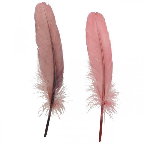 Visser precedent Toerist Floristik24.nl Decoratieve veren voor handwerk Dusky roze echte vogelveren  20g - goedkoop online kopen