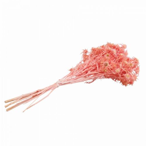 Artikel Gedroogde distel deco tak Stoffige roze droogbloemen 100g