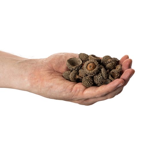 Artikel Natuurlijke eikelkapjes, decoratieve schalen voor de herfst en advent, 2 cm, 300 g