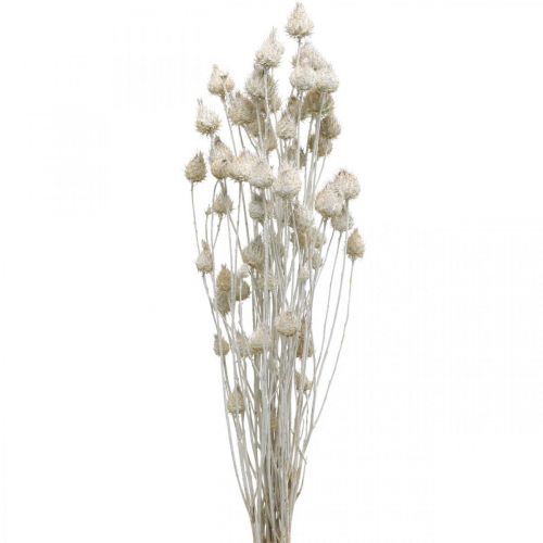 ontmoeten Bowling straal Floristik24.nl Gedroogde Bloemen Witte Gedroogde Distel Aardbei Distel  Gekleurd 100g - goedkoop online kopen