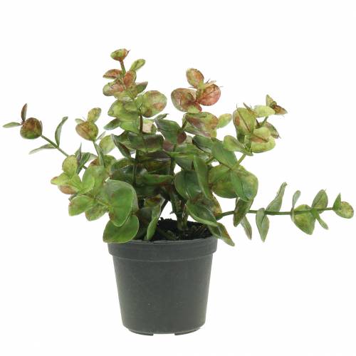 Floristik24 Eucalyptus in een pot H15cm