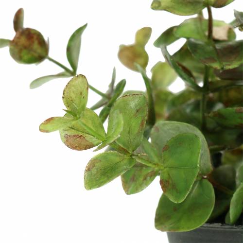 Floristik24 Eucalyptus in een pot H15cm