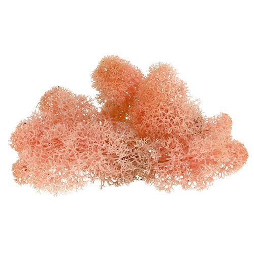 Deco moss rendiermos roze 400g