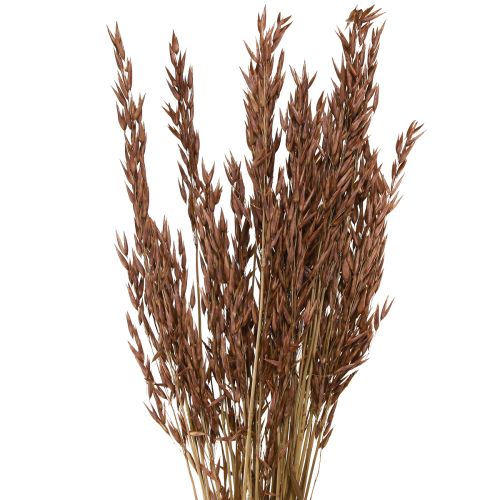 Haver droogdecoratie droog gras bruin L64cm 70-75g 2st