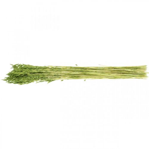 Floristik24 Gedroogde haver groene korrel rustieke droge decoratie 70cm bundel van 100g