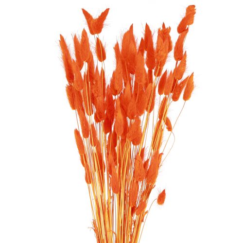 Floristik24 Konijnenstaartgras Lagurus Gedroogd Oranje 50-60cm 50g