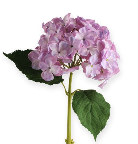  Hortensia lila 50cm - goedkoop online kopen