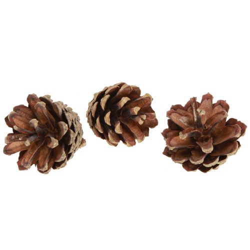 Floristik24 Dennenappels decoratief Grove dennenappels naturel 4-5cm 250g