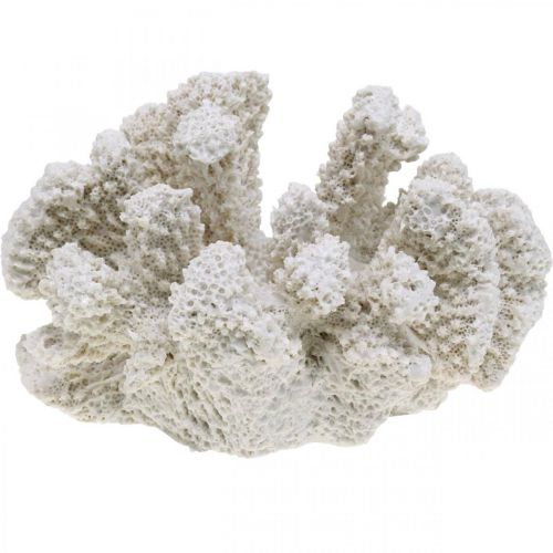 Pompeii Bourgeon Haarzelf Floristik24.nl Maritieme decoratie koraal wit kunsthars klein 13.5x12 cm -  goedkoop online kopen