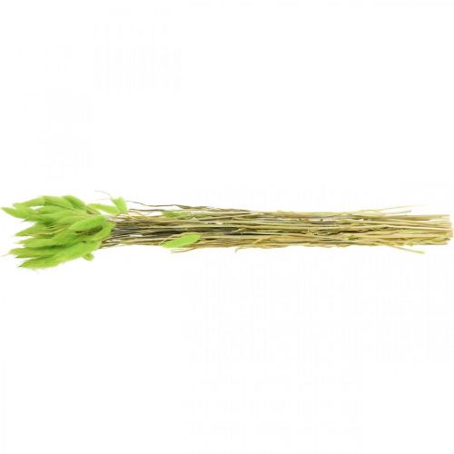 Artikel Velvet grasgroen, lagurus, droge decoratie, gedroogd zoet gras L18-50cm 25g