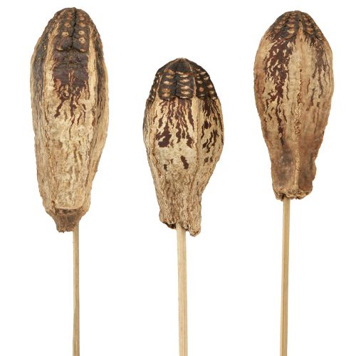 Floristik24 Mahonie Pod Pods Droge Decoratie Naturel 45cm 50 st