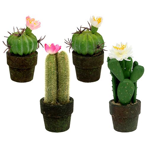 Architectuur tint Andere plaatsen Floristik24.nl Mini cactus met bloemen H9-12cm 4st - goedkoop online kopen