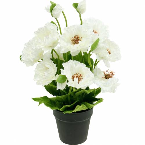 voor eeuwig De onze Thespian Floristik24.nl Papaver in een pot witte zijden bloemen florale decoratie-11930  - koop goedkoop online
