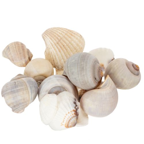 Artikel Slakken en schelpen - Maritieme decoratieve accenten voor een unieke kamerverfraaiing - 500 g