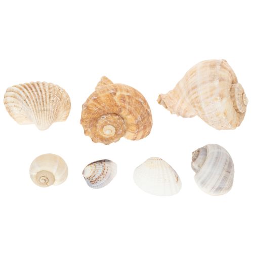 Artikel Slakken en schelpen - Maritieme decoratieve accenten voor een unieke kamerverfraaiing - 500 g