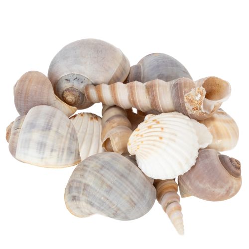 Artikel Schelpen Natuurlijke maritieme decoratieve items voor stijlvol interieur 500 g