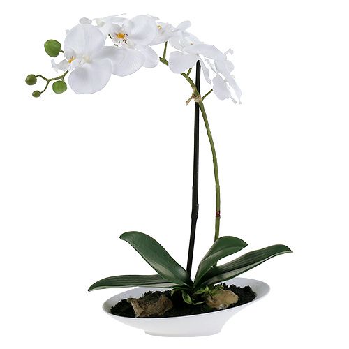 landelijk riem badminton Floristik24.nl Phalaenopsis orchidee in witte kom H40cm-60324-05 - koop  goedkoop online