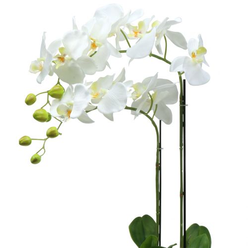 Orchidee Wit op 65cm bol