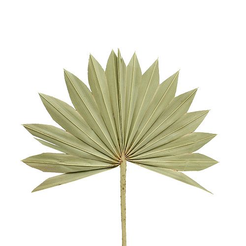 Palmspear Sun mini natuur 50st