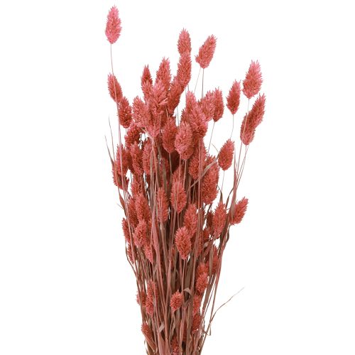 Phalaris glansgras gedroogde bloemen roze 64cm 70g × 2 bossen