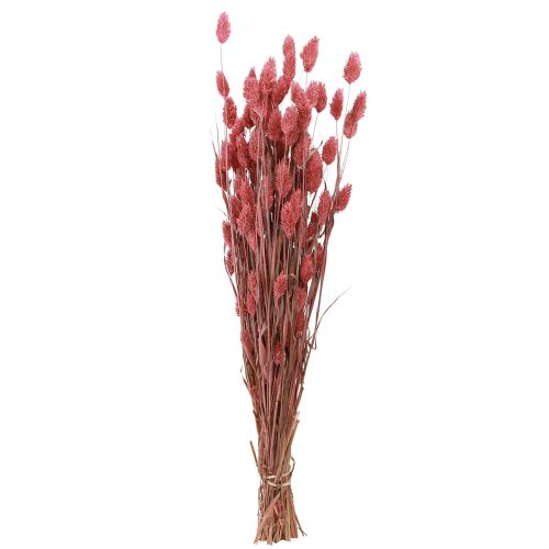 Artikel Phalaris glansgras gedroogde bloemen roze 64cm 70g × 2 bossen