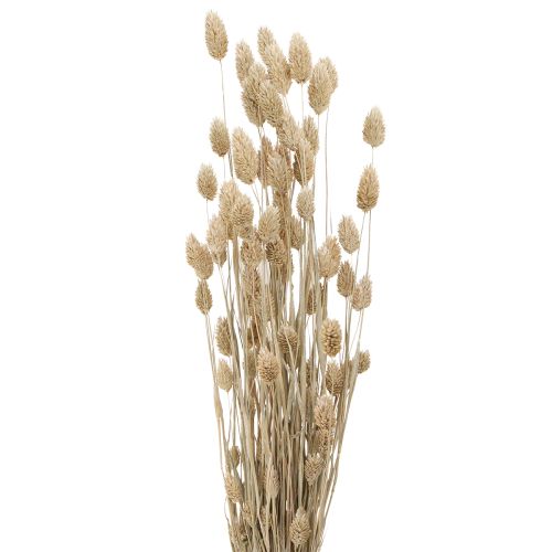 Phalaris kanariegras gedroogde bloemen wit L64cm 75gx2st