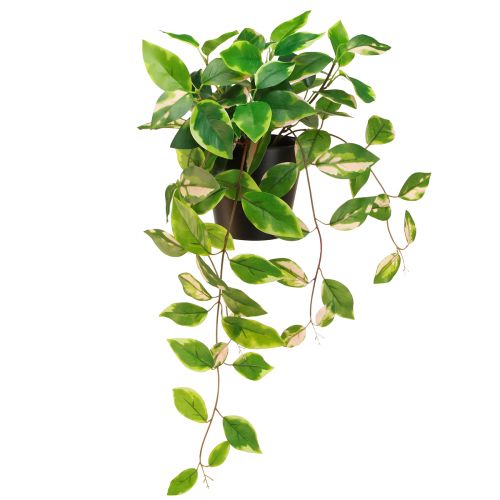 Floristik24 Philodendron Scindapsus met pot, gemakkelijk te verzorgen - ideaal voor op kantoor en thuis 32cm