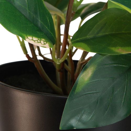 Artikel Philodendron Scindapsus met pot, gemakkelijk te verzorgen - ideaal voor op kantoor en thuis 32cm