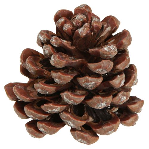 Dennenappels naturel grote decoratieve dennenappels 8-9cm 3 st