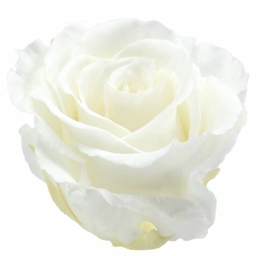 Wonder verontschuldigen nemen Floristik24.nl Infinity rozen groot Ø5,5-6cm wit 6st - goedkoop online kopen
