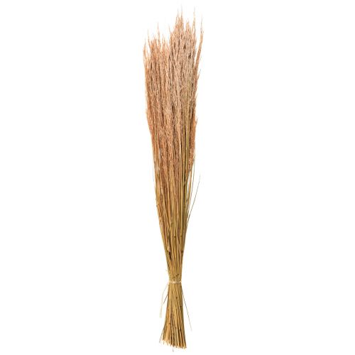 Artikel Rood Bent Gras Agrostis Droog Gras Rood Bruin 65cm 80g