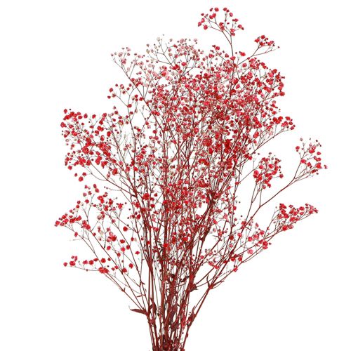 Floristik24 Gypsophila Gypsophila gedroogde bloemen rood 50cm 55g