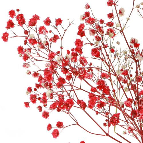 Artikel Gypsophila Gypsophila gedroogde bloemen rood 50cm 55g