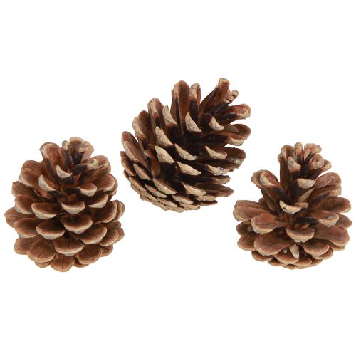 Zwarte dennenappels natuurlijke decoratieve dennenappels 5-8cm 250g