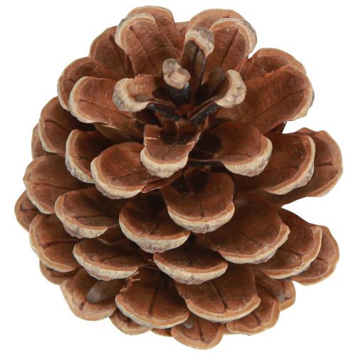 Artikel Zwarte dennenappels natuurlijke decoratieve dennenappels 5-8cm 250g