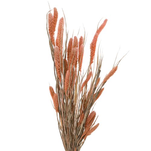 Setaria varkenshaar gierst droge decoratie zalm 69cm 70-75g x 2st